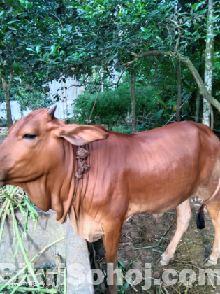 বকনা গরুর